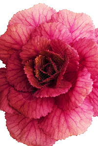 完美装饰着紫色植物的花朵礼物背景图片