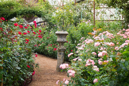 植物玫瑰花园的步行道股票照片自然花朵美丽的图片