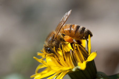 健康蜜蜂在蒲公英花上采集粉蜜蜂在蒲公英花上采集粉生物多样有机的图片