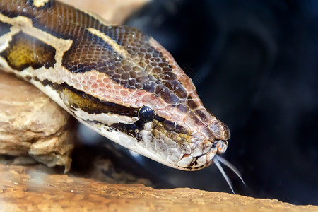 Python头和舌的相片野生动物皮革西贝图片
