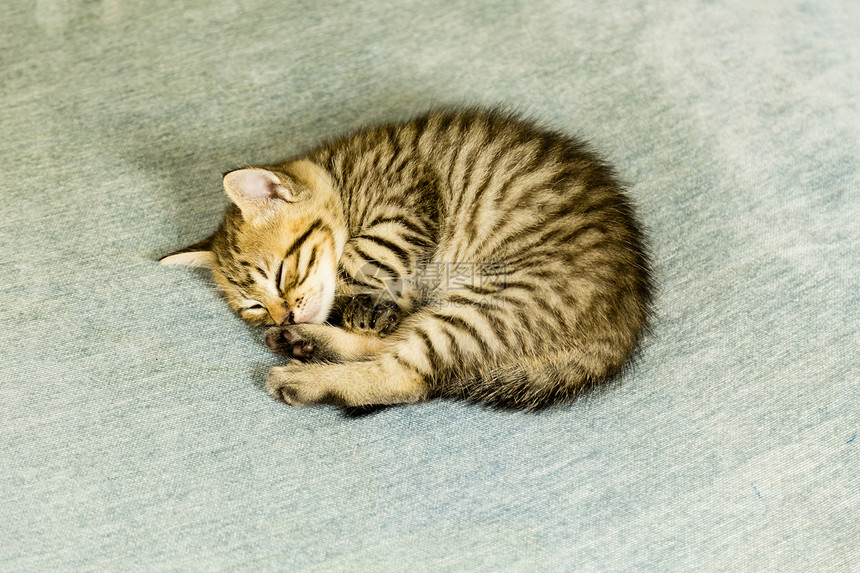 可爱的虎斑猫在休息图片