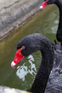 两只黑天鹅在装饰池塘里紧闭着两只黑天鹅羽毛优雅的动物图片