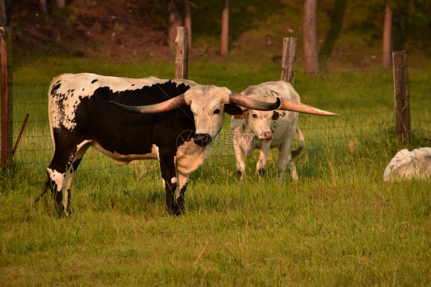 家畜轻擦长角牛群在大草原上放牧的一对触目惊心长角牛群喇叭图片