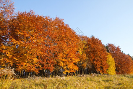 秋季森林风光背景图片