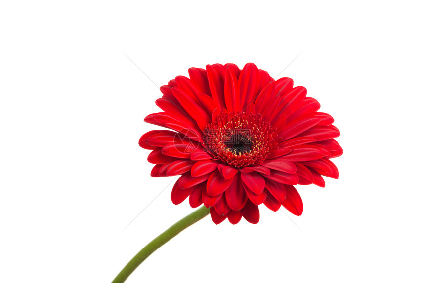 红色盛开的雏菊图片