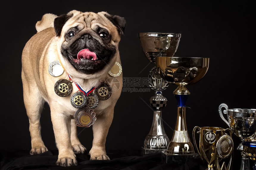 动物杯子帕格完美狗有获奖杯在黑人背景工作室帕格完美的狗有获奖杯哺乳动物图片