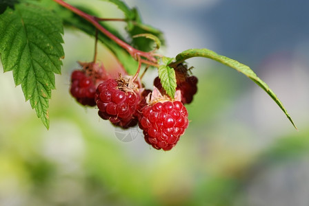 园艺红色的充满活力明亮阳光成熟种植草莓图片