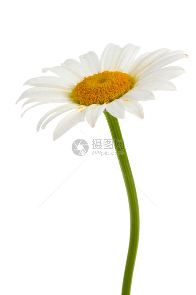 白色上孤立的美丽甘油季节花瓣图片