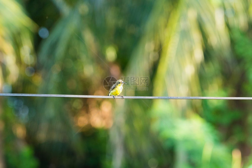 美丽的可爱休息电线上小鸟黄色和绿电线上的小鸟图片