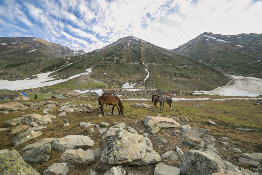 在山中放牧的马蓝色白种人高速公路图片