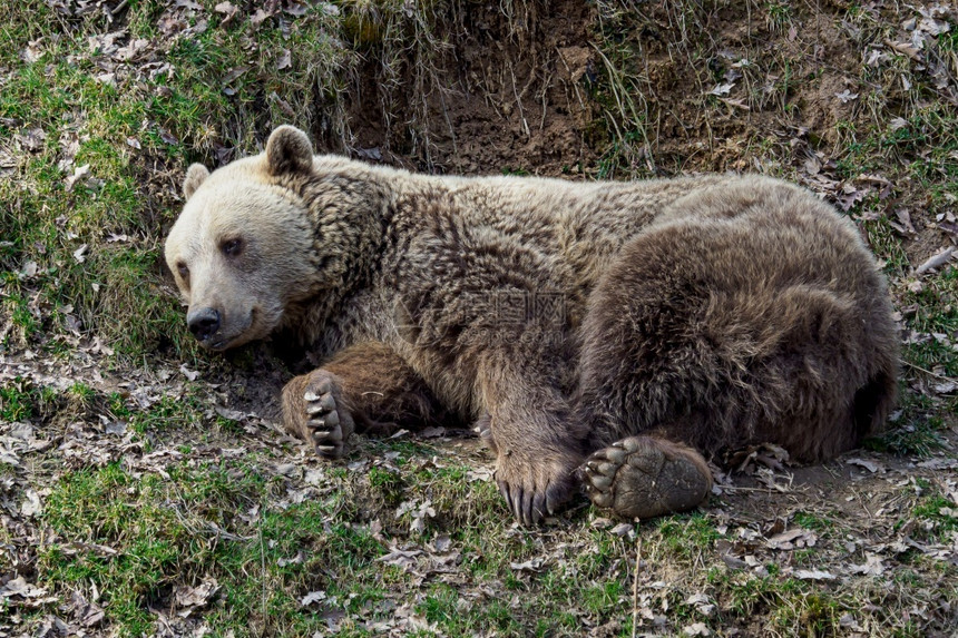 小熊座棕躺在草地上乌尔萨斯阿克托乌苏绿色图片