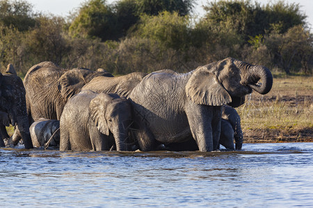 动物银行非洲博茨瓦纳北部乔贝公园的河岸边一群非洲象享用饮品的图片