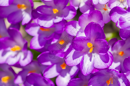 植物番红花场地紫在顶端视图中开花的紫环背景图片