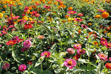 花园里金尼亚多彩花朵在园里夏天植物盛开图片