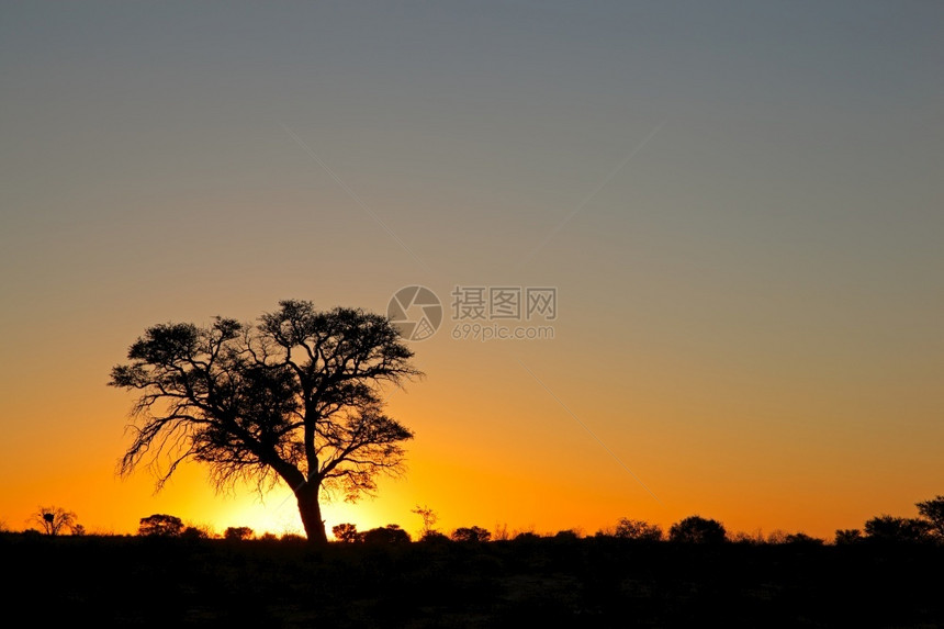 沙漠的落日和孤树图片