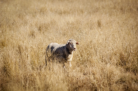 澳大利亚农村长干草的羊群景观哺乳动物夏天图片