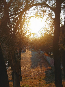 森林里的落日和夕阳图片