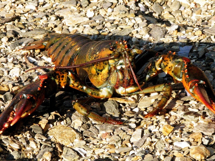居住缅因州的龙虾活生栖息在缅因州的岩石海滩上沿英国图片