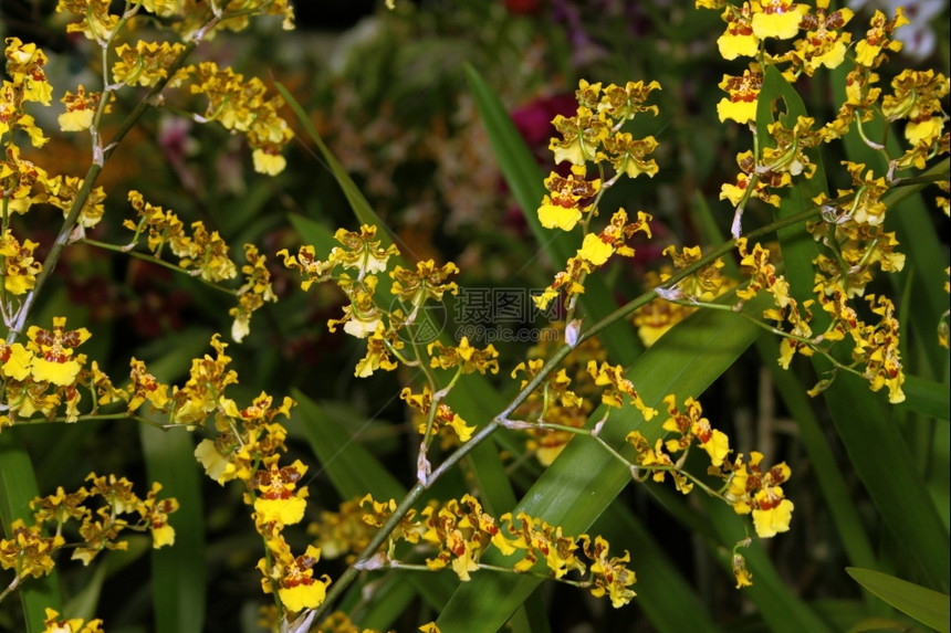 金的文心兰色彩多的花物种黄金纪念周年亮黄棕相片新鲜的图片