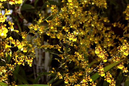 非洲人离开明亮的色彩多兰花物种黄金纪念周年亮黄棕相片图片