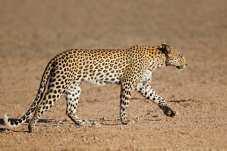 户外南非卡拉哈里沙漠喀Kalaharari步行黑豹图片
