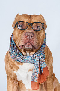红色的黑棕戴眼镜狗肖像比特斗牛智能图片