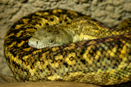 地方病蟒蛇黄色的高清图片
