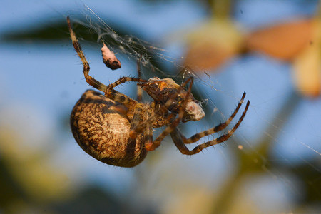 抓住蜘蛛在吃苍蝇的网中捕捉猎物节肢动背景图片