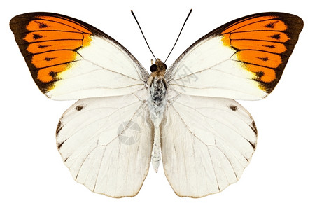 印度尼西亚高定义的HebomoiaglaucippeGreatOrangeTip极端侧重于白色背景物种鳞翅目背景图片