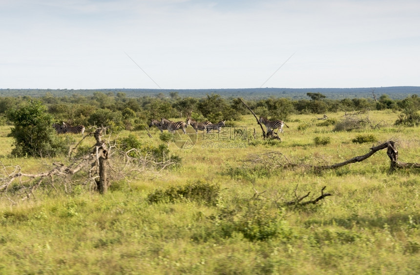 环境南部非洲Kruger储备库的斑马荒野世界图片