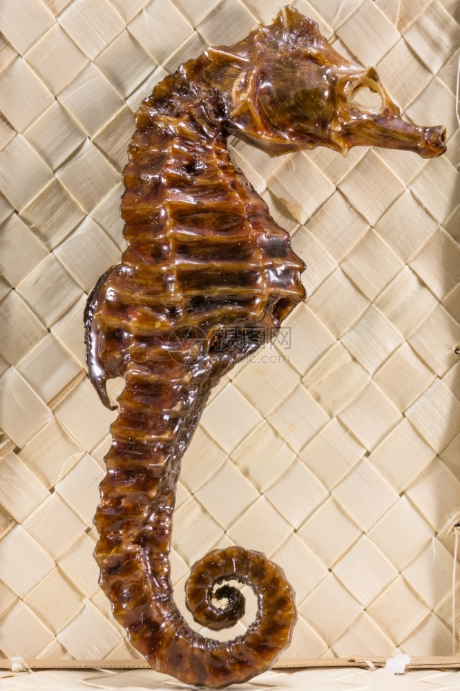 甲壳类动物真正的棕色填青海马荒野防腐处理图片