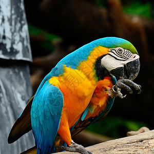 动物园蓝色和金刚鹦鹉鸟舍肖像可爱的图片