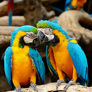 野生动物群蓝色和金刚鹦鹉鸟舍荒野图片