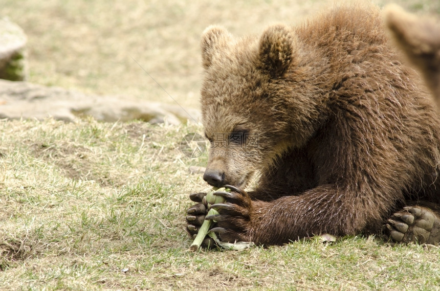 年轻的棕熊吃着青褐在躺草地上吃饭荒野打猎独自的图片