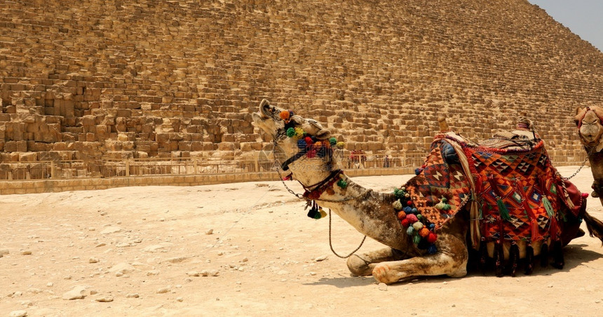 开罗卡夫拉埃及吉萨带骆驼的大金字塔老图片
