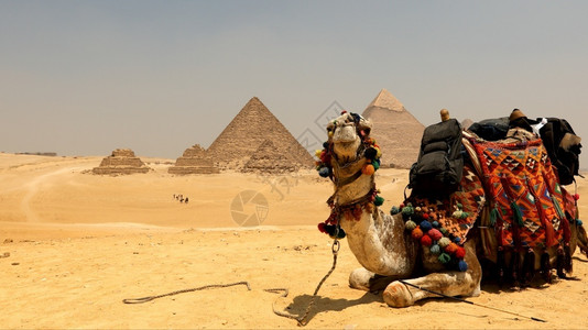 著名的美丽埃及吉萨带骆驼的大金字塔呸图片