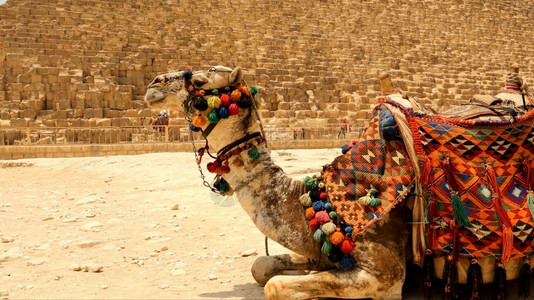 古老的结石埃及吉萨带骆驼的大金字塔伟图片