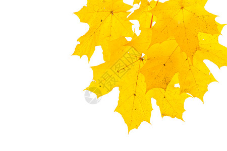 秋季黄色树叶背景图片