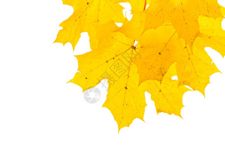 金黄色树叶背景图片