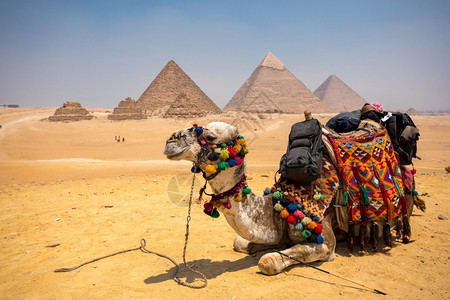 伟大的目地动物埃及吉萨带骆驼的大金字塔图片