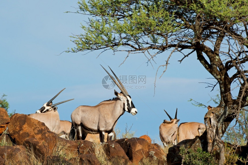 岩石南非莫卡拉公园自然生境中的GemsbokantellopesOryx瞪羚草食动物羊图片