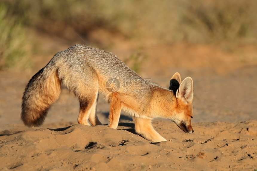 哺乳动物自然毛皮CapeFoxVulpeChama在南非卡拉哈里沙漠的洞穴挖掘马图片