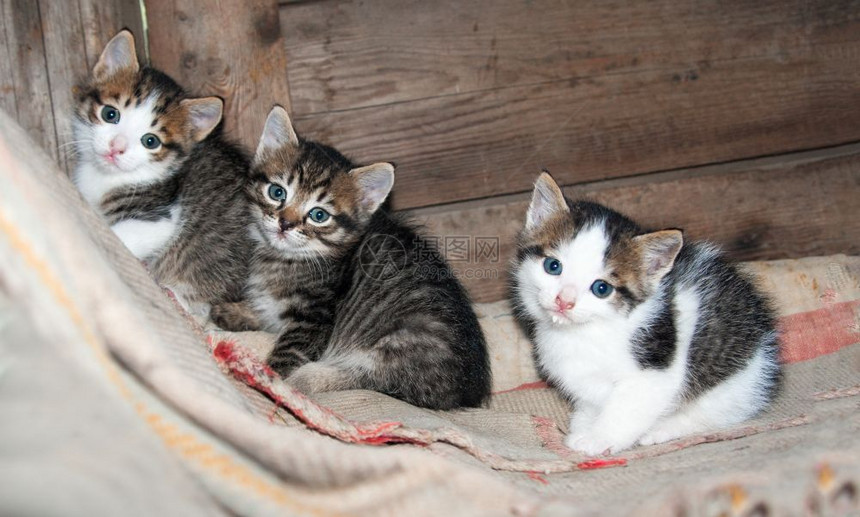 三只小猫坐在地毯上图片