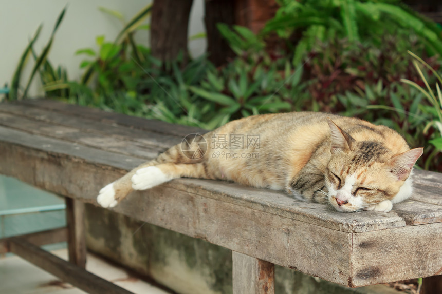 躺在木椅上睡觉的猫咪图片