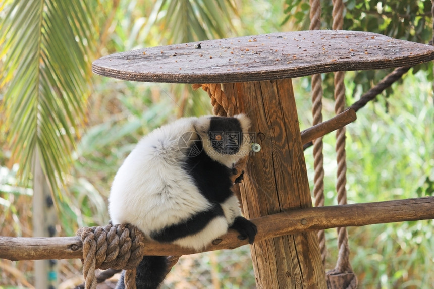 棕榈动物园中的黑白狐猴灵长类动物杂色图片