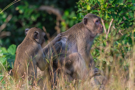 野生动物自然栖息地Phetburi泰国的猕猴毛皮动物图片