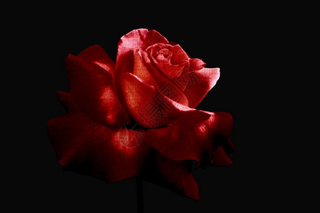 质地摘要带有制造材料Motif的孤立粉红玫瑰自然热情图片