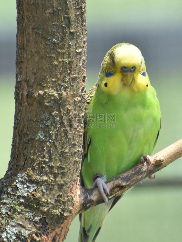 非常明亮的彩色黄和绿普通鹦鹉鸟类绿哺乳动物图片