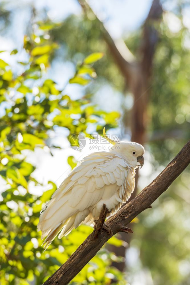 异国情调硫冠凤头鹦鹉栖息在野外的树枝上绿色野生动物图片