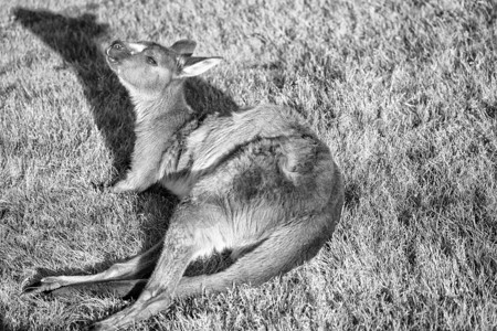 袋鼠躺在草地上小袋鼠包耳朵图片